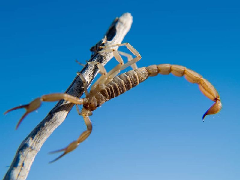 Bark Scorpion