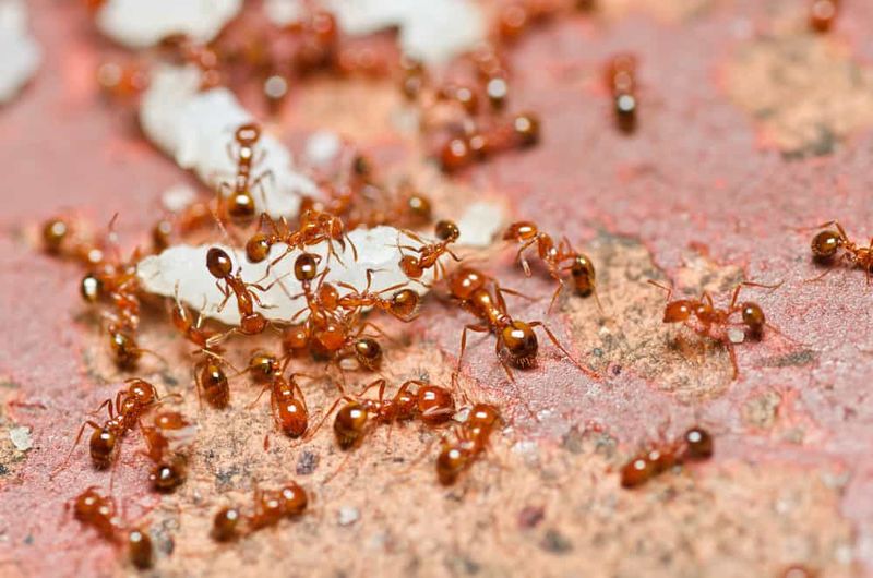 Stinging Swarmers: Harvester Ants