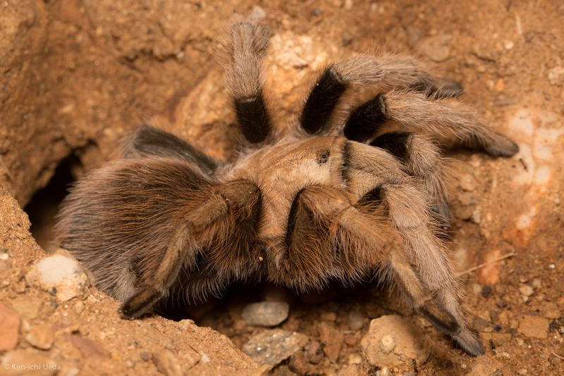 Eight-Legged Terrors: Desert Tarantulas