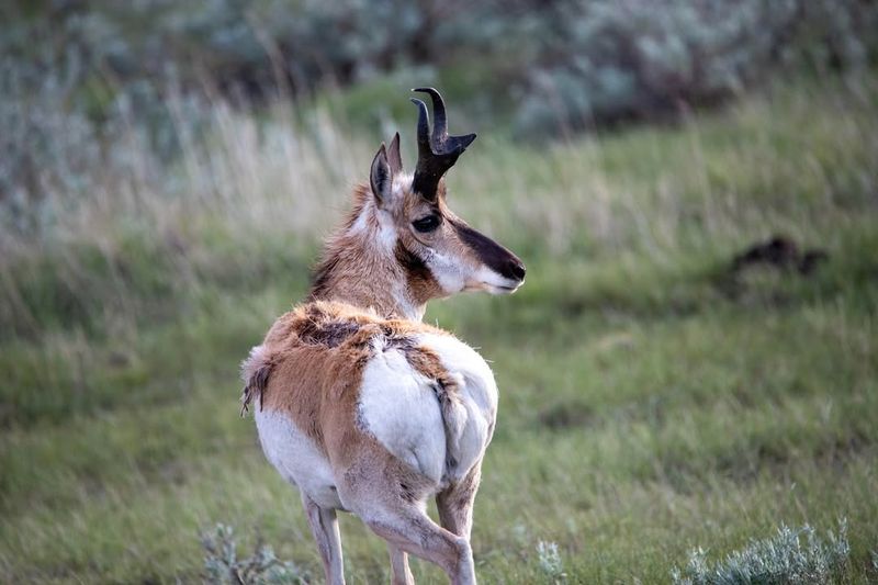 Pronghorn