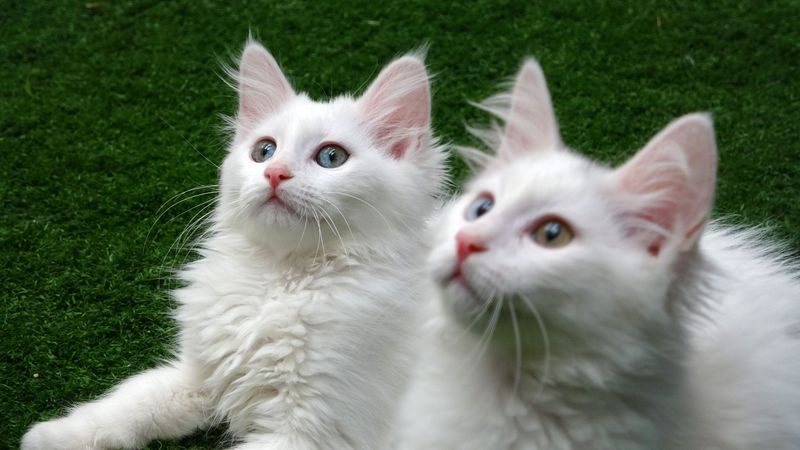 Turkish Van: Water-Loving Emotional Healers