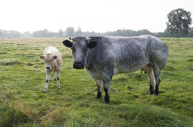 Belgian Blue