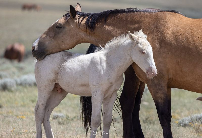 Foal Rearing