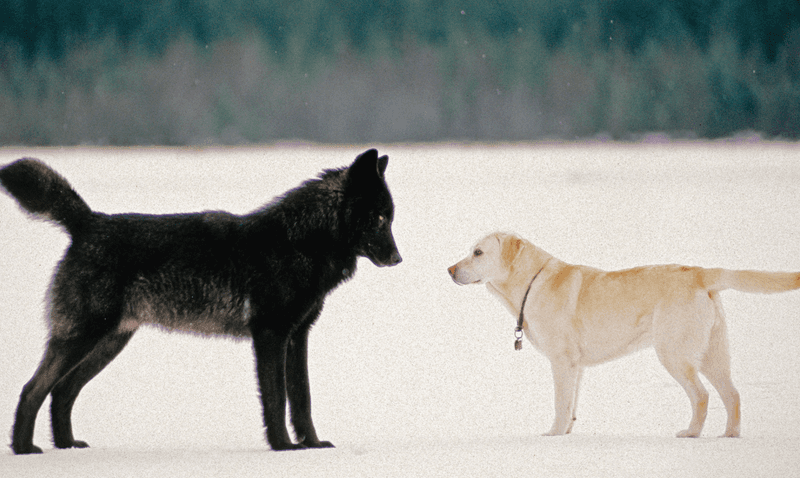 Play Behavior