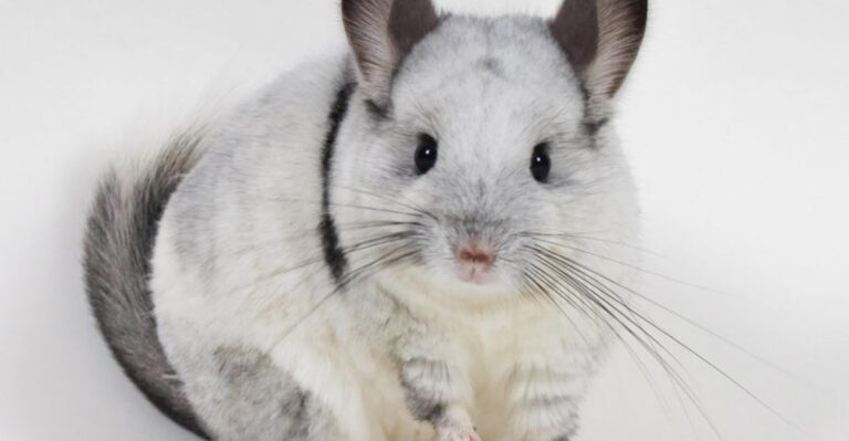 Different Types Of Chinchillas (And Their Characteristics)