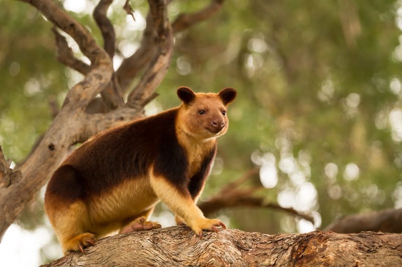 Tree Kangaroo