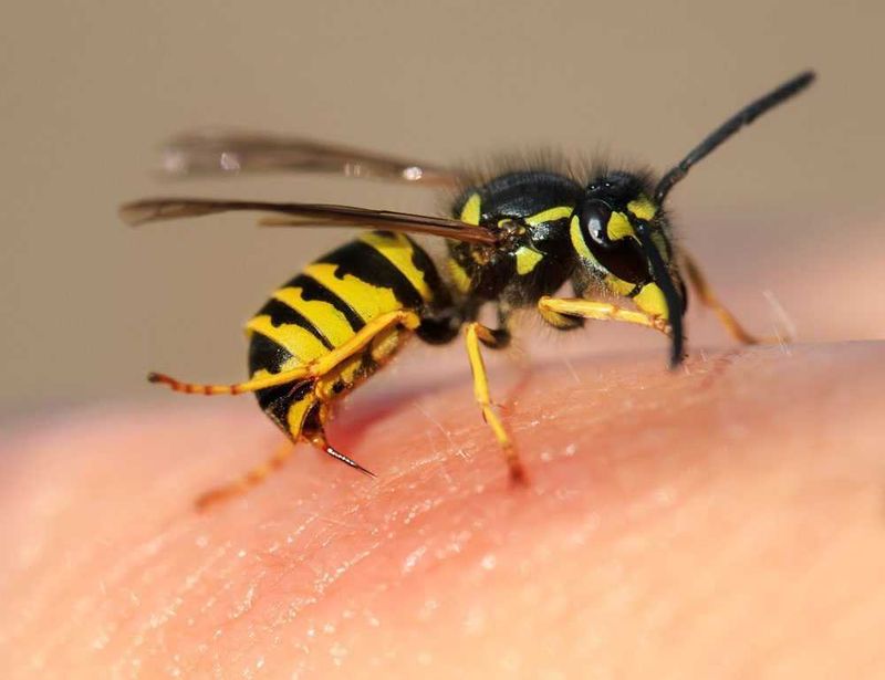 Sting Operation
