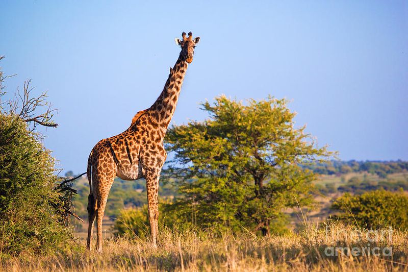 Giraffe