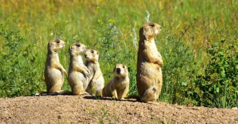 Discover The Top 17 Coolest Animals You Can Find Roaming The U.S.