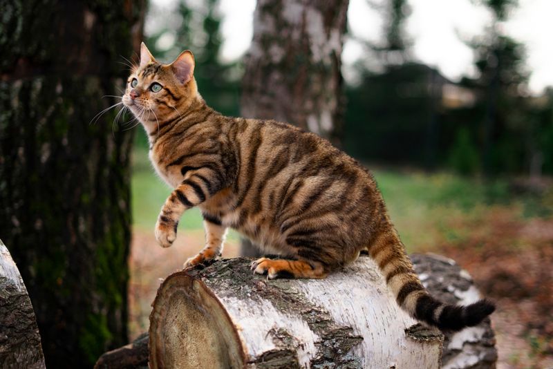 Friendly And Playful