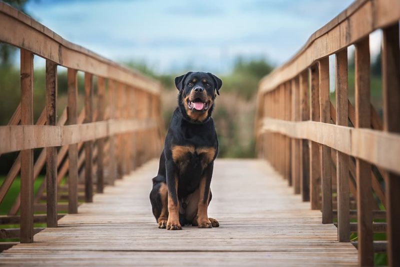 Rottweiler