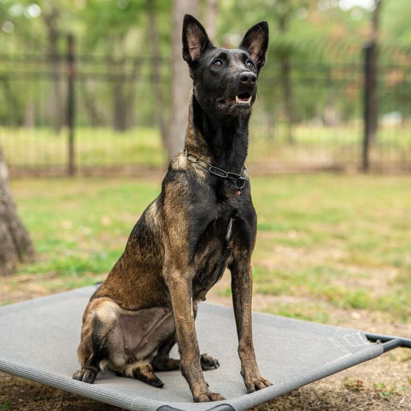 Belgian Malinois