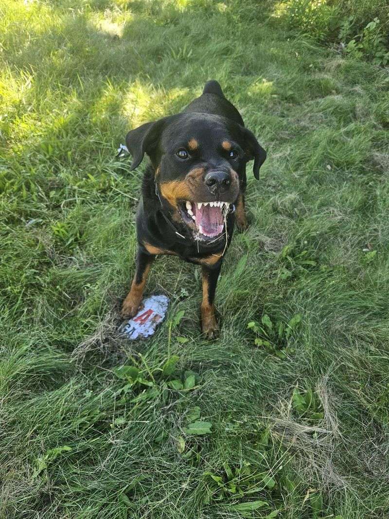 Rottweiler