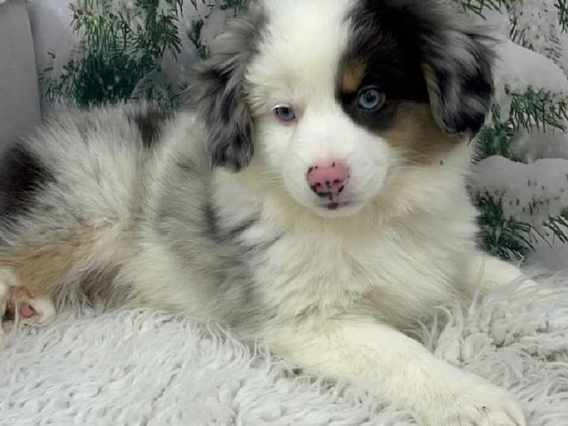 Australian Shepherd