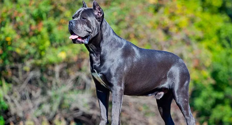 Cane Corso: The Ancient Warrior