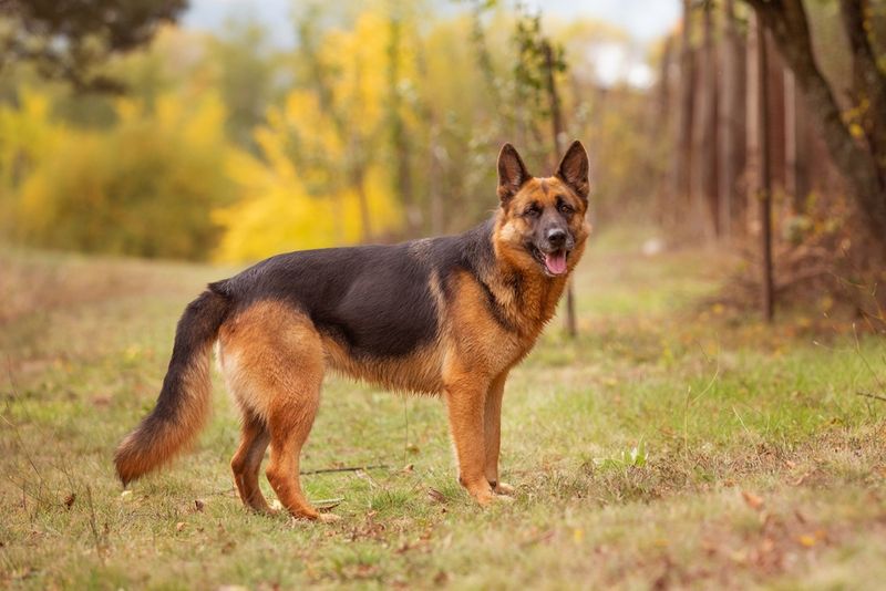 German Shepherds: More Than Just Police Dogs