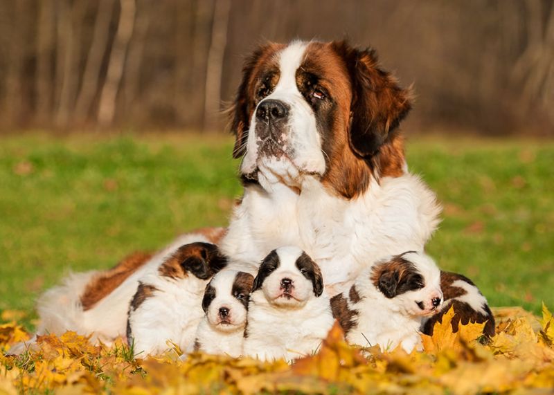 Saint Bernards: The First Aid Assistants