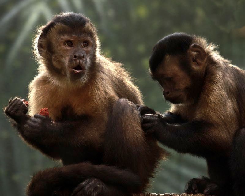 Capuchin Monkey