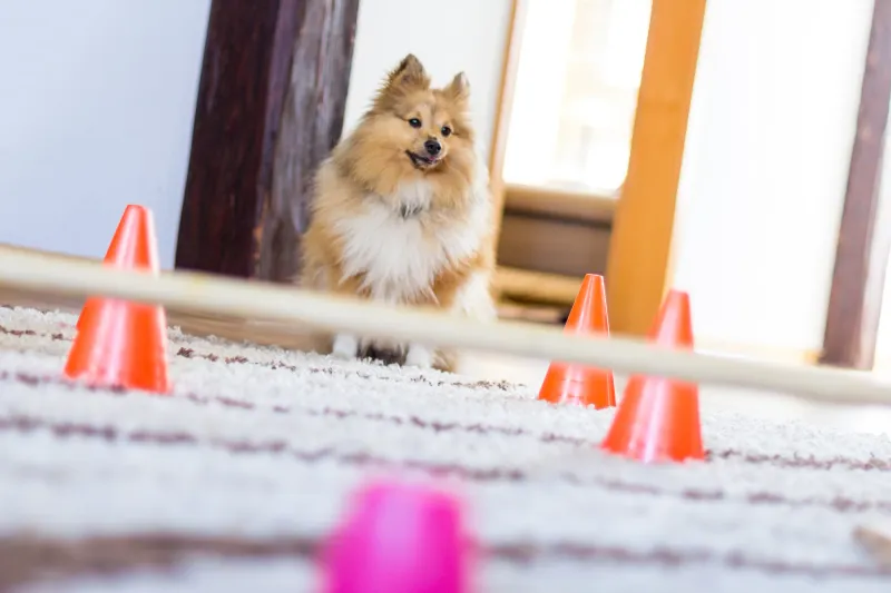 Obstacle Challenges