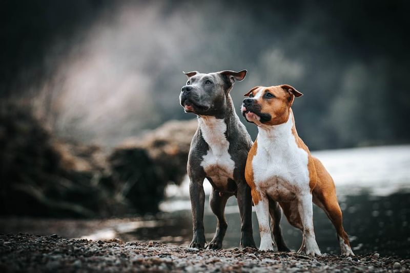 American Staffordshire Terrier: The Unflinching Companion