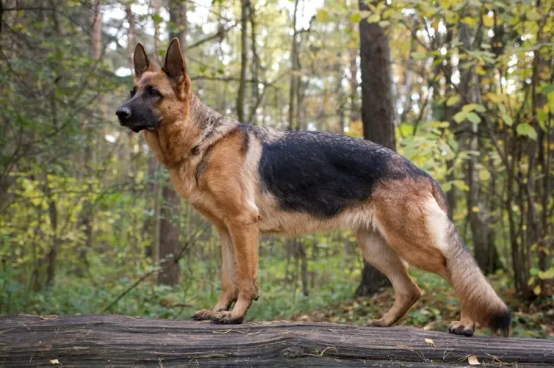 German Shepherd: The Versatile Powerhouse
