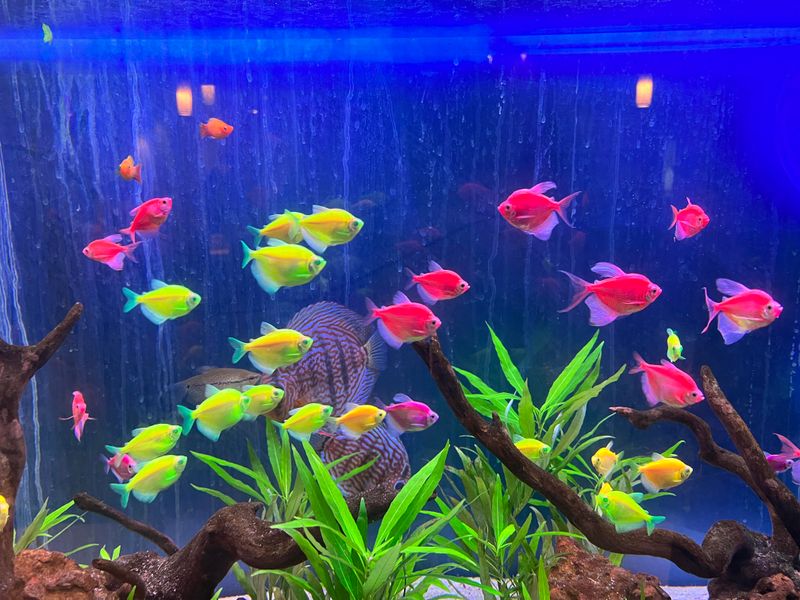 Fish