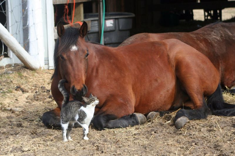 Cats
