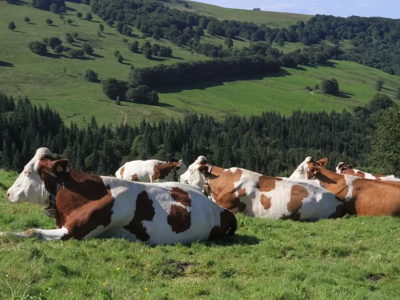Cows Lying Down