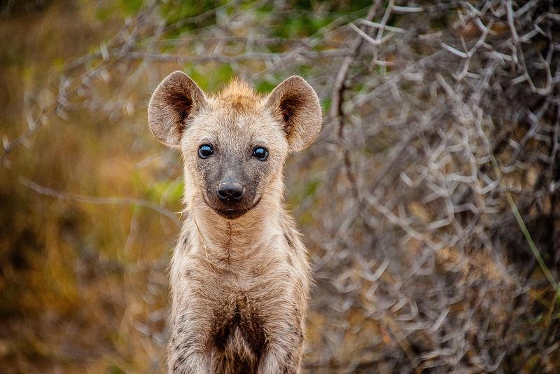 Cats And Hyenas