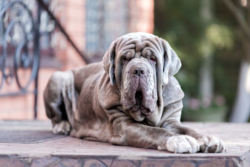 Neapolitan Mastiffs
