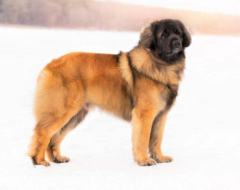 Leonberger: The Gentle-Natured Powerhouse