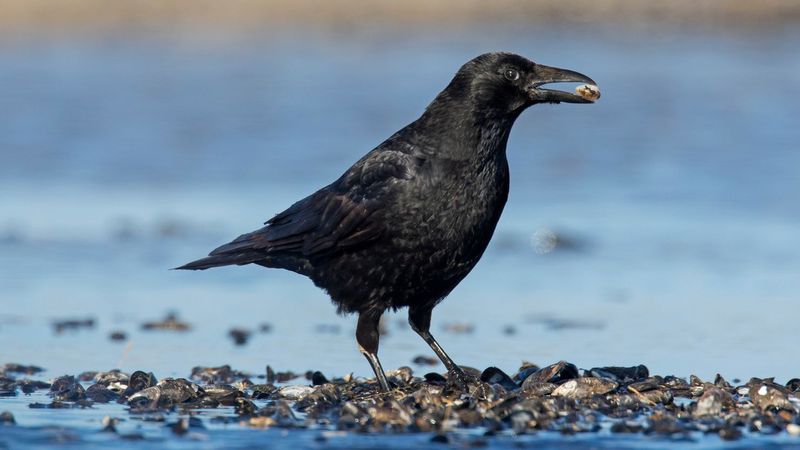 Crow