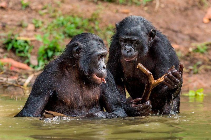 Bonobo