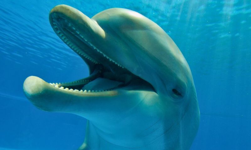 Dolphin Play And Joy