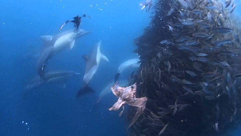 Dolphin Hunting Strategies
