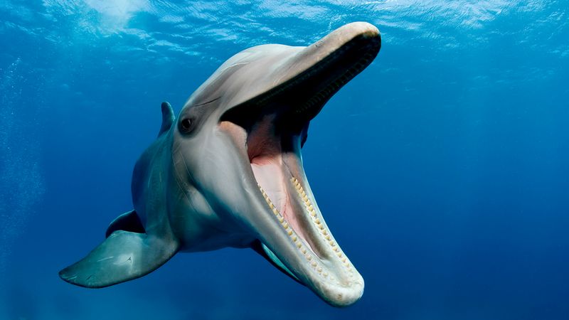Dolphin Echoes Of Emotion