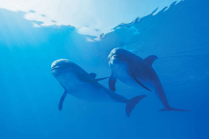 Dolphin Communication
