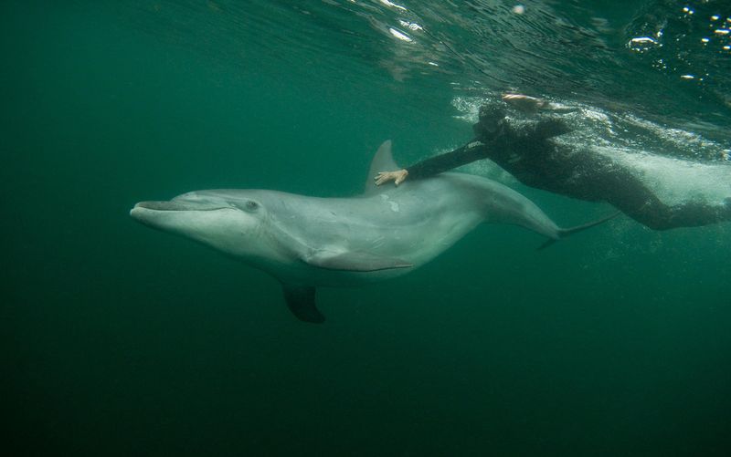 Dolphin Curiosity