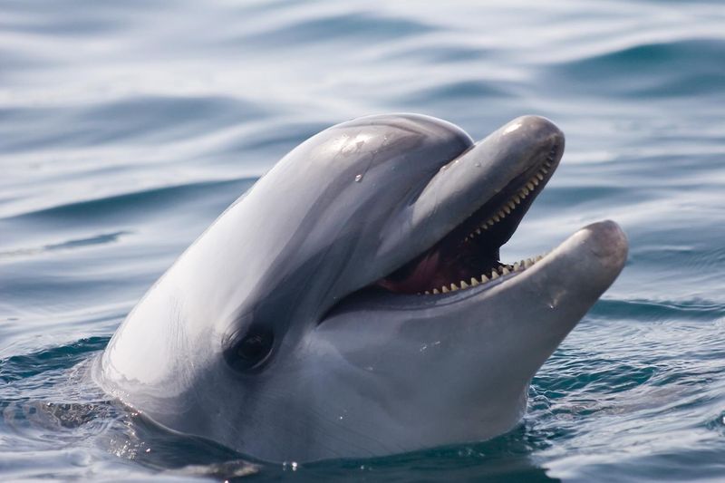 Dolphin Cultural Behaviors