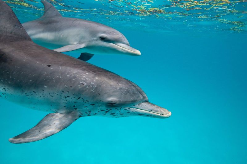 Empathy In Dolphins