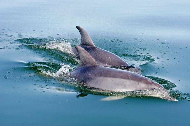 Dolphin Grief