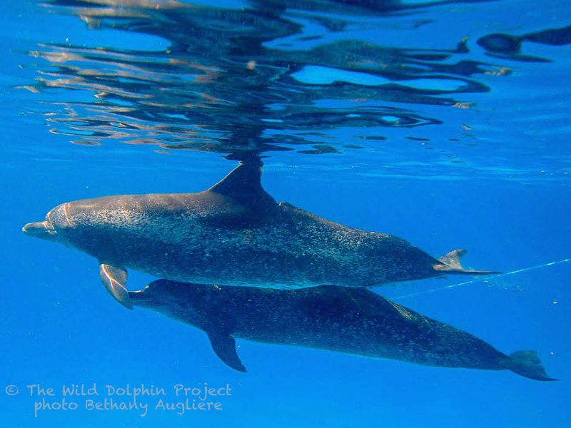 Dolphin Leadership