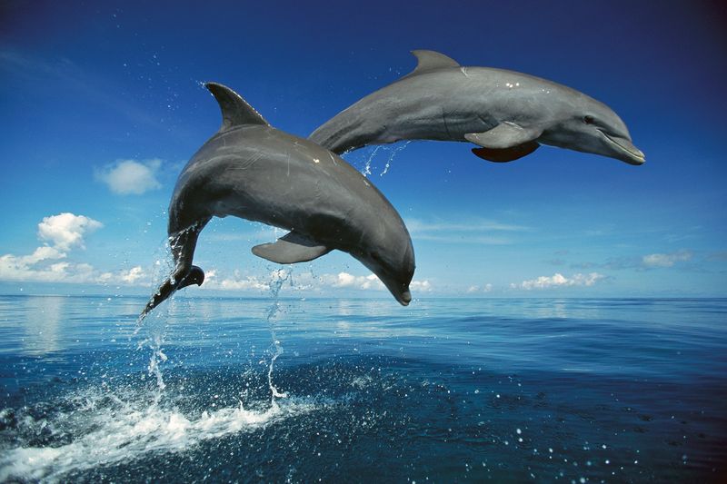 Dolphin Memories
