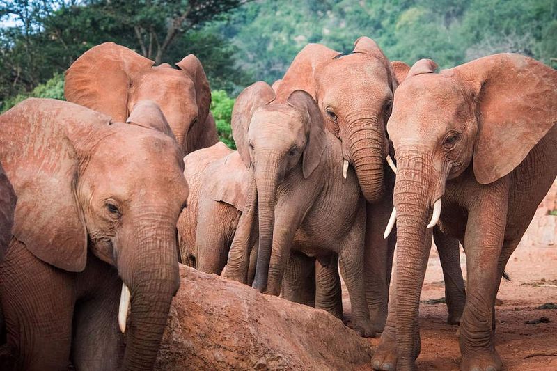 Elephants