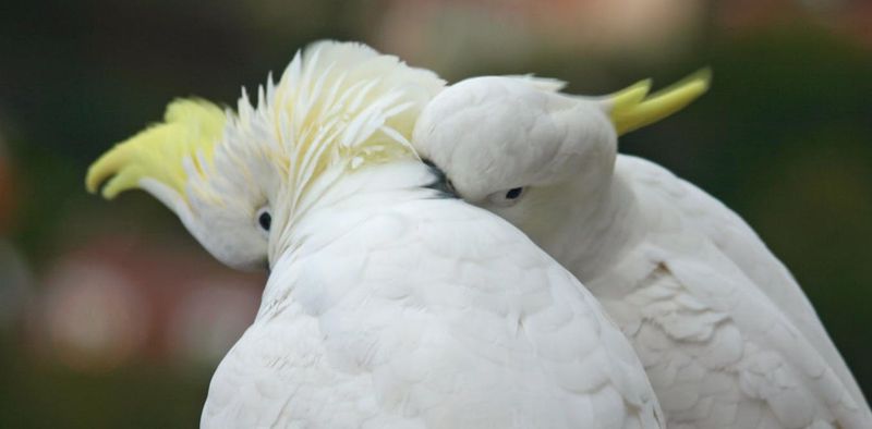 Birds: Feathered Mood Detectors
