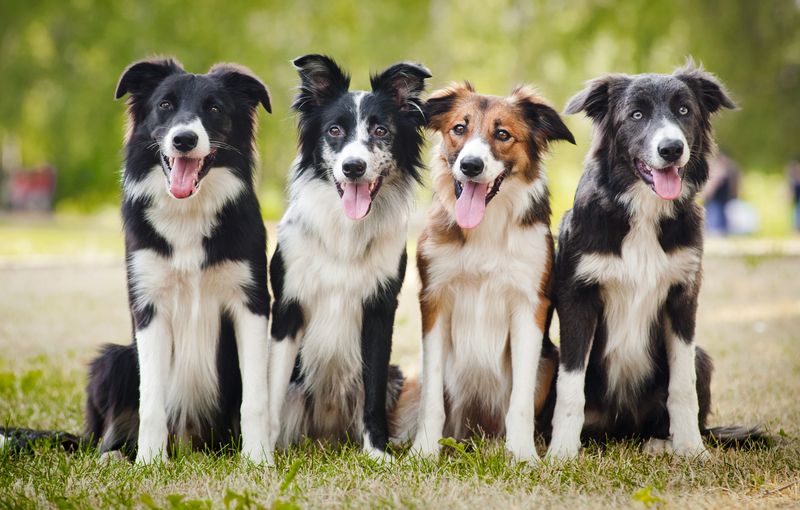 Domesticated Dogs