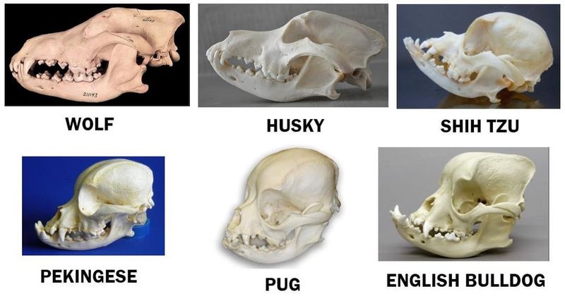 Skull And Jaw Shape