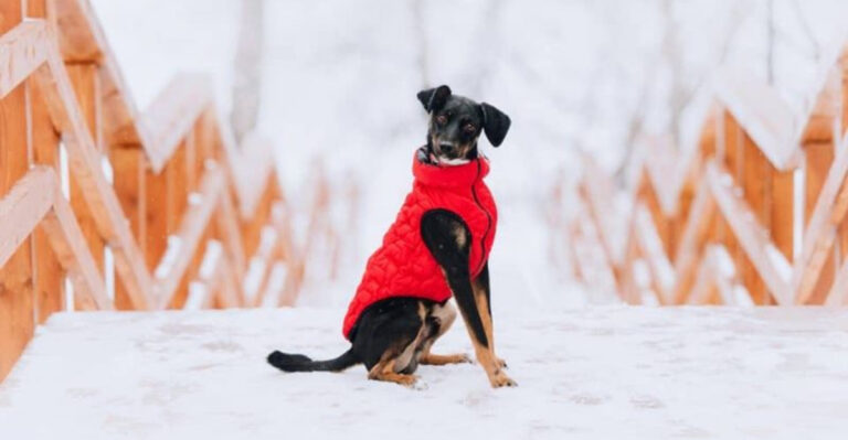 Don’t Buy These 15 Things For Your Dog Until You Read This