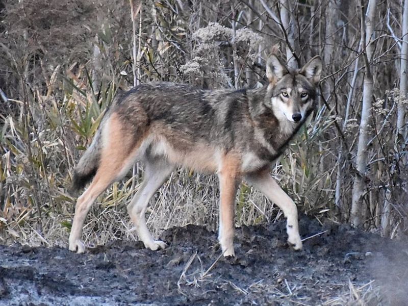 Conservation Controversy