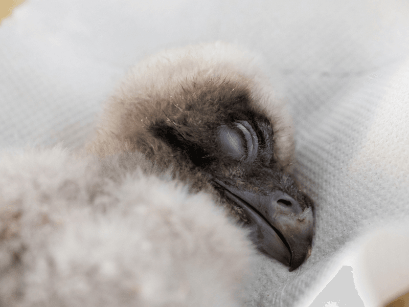 Scraggly Baby Vultures